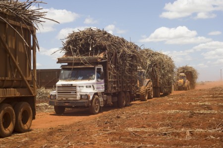 Caminhões que Transportam Cana (Foto por: Edson Grandisoli)